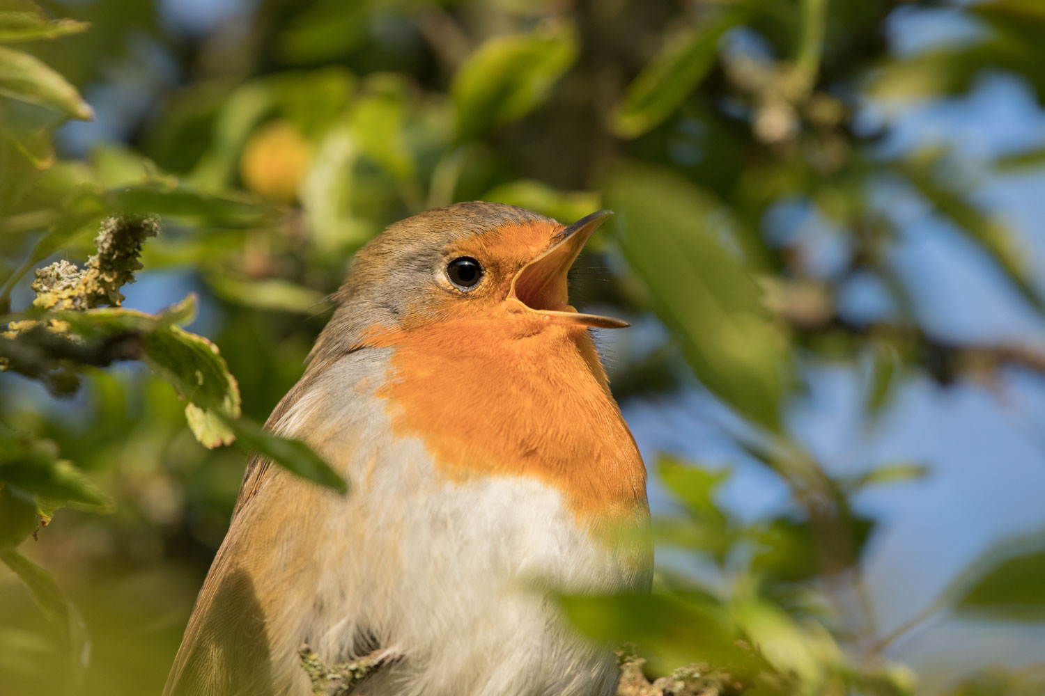 Young robin, Askham Bog Young robin, Askham Bog