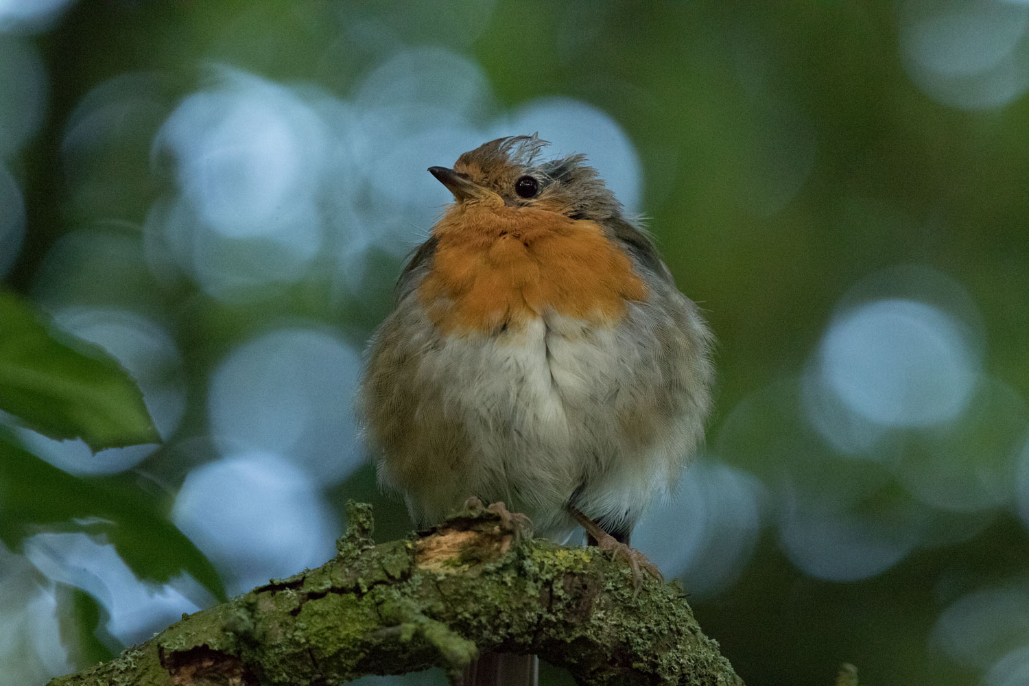 Robin, Askham Bog Robin, Askham Bog