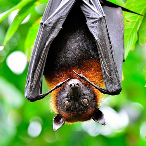 Bat at Asson zoo