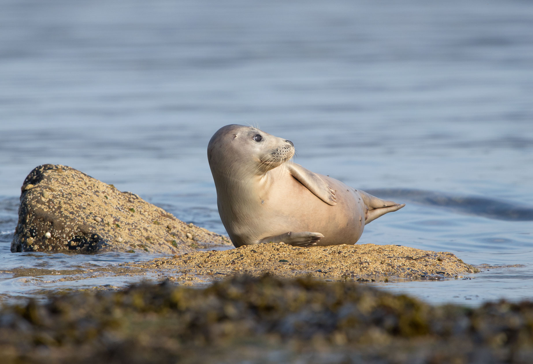 Grey seal, Ravenscar Grey seal, Ravenscar