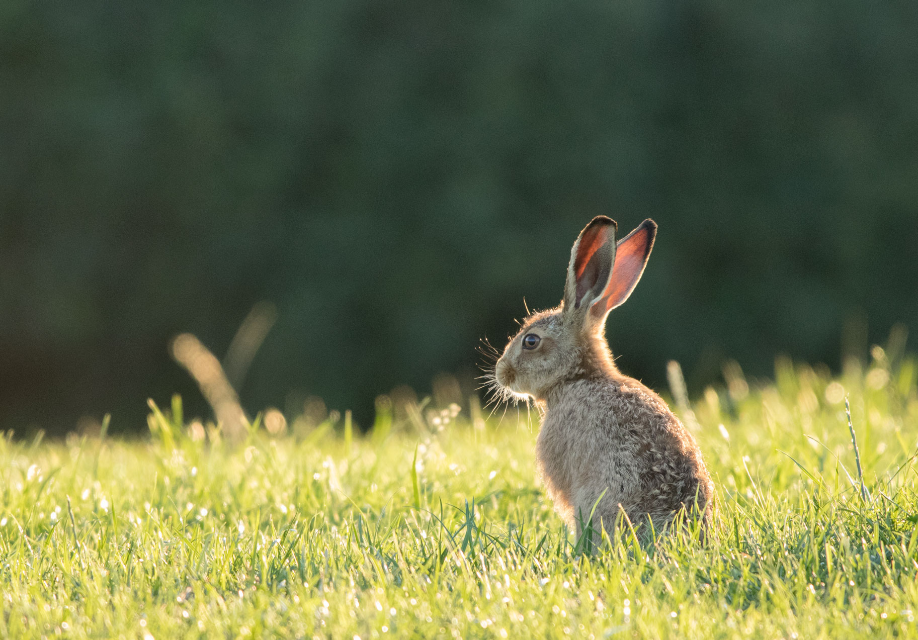 Leveret