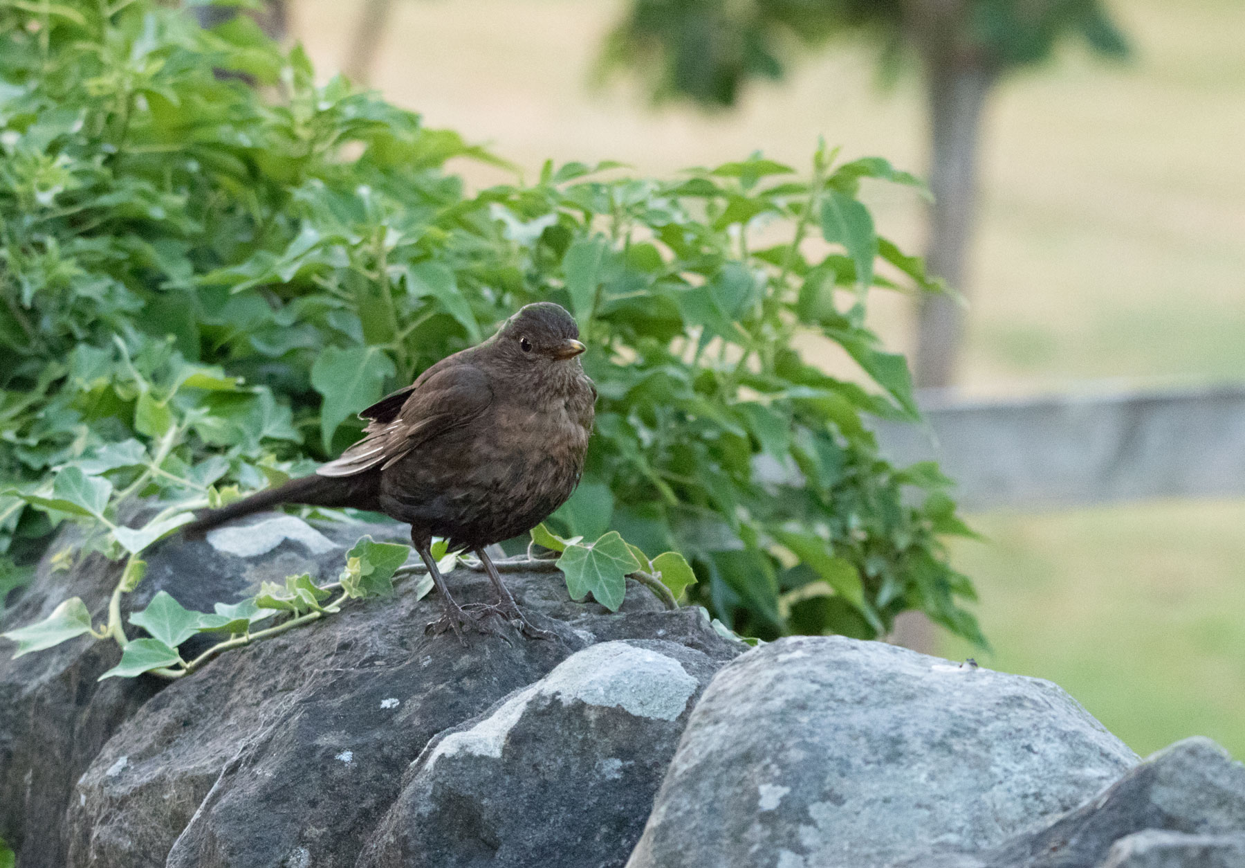 Blackbird, Bilton Lane