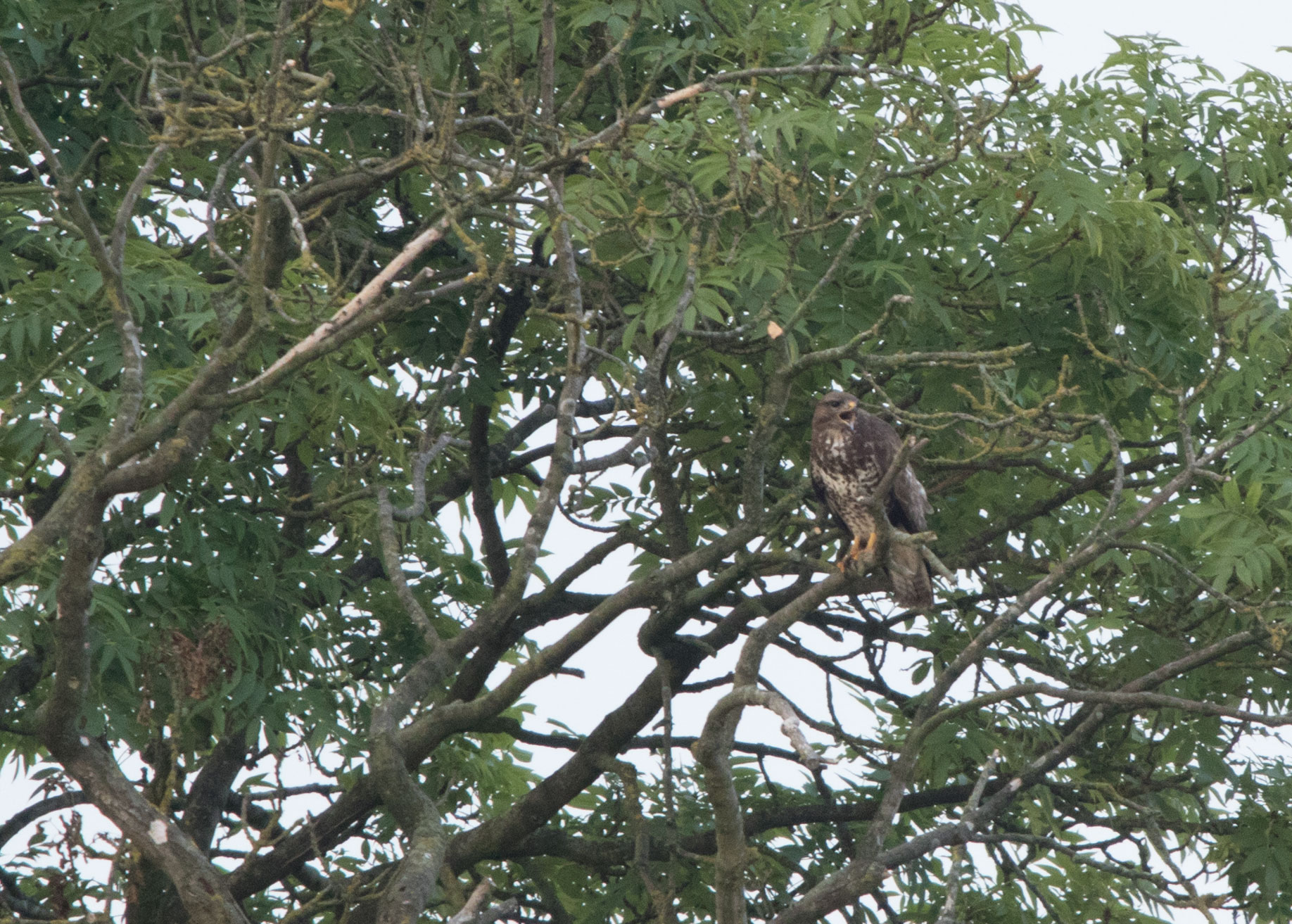 Buzzard, Bilton
