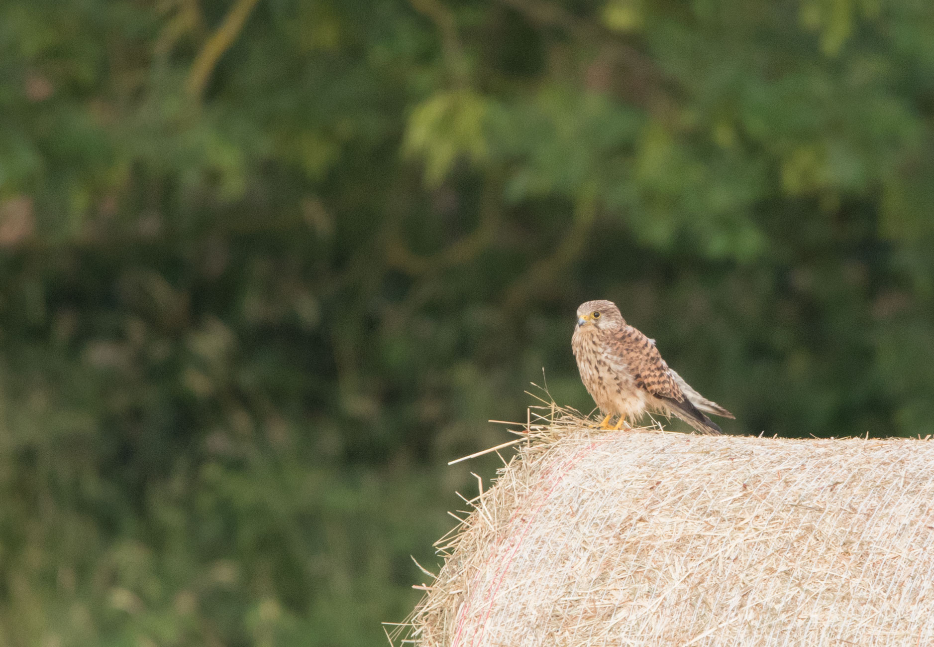 Kestrel, Bilton