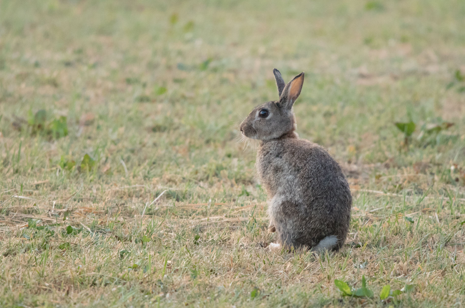Rabbit, Bilton Lane