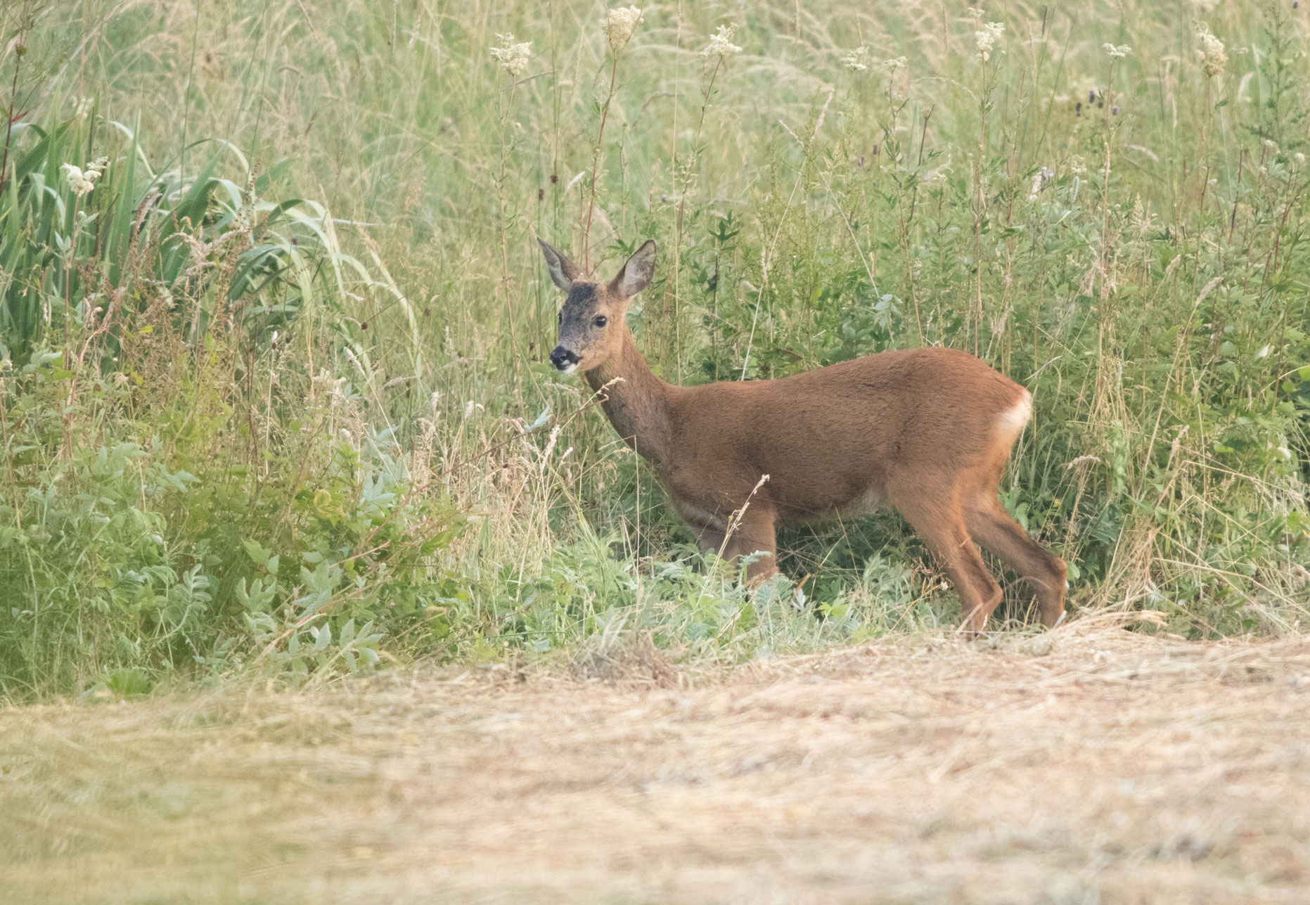 Roe deer, Bilton, Harrogate