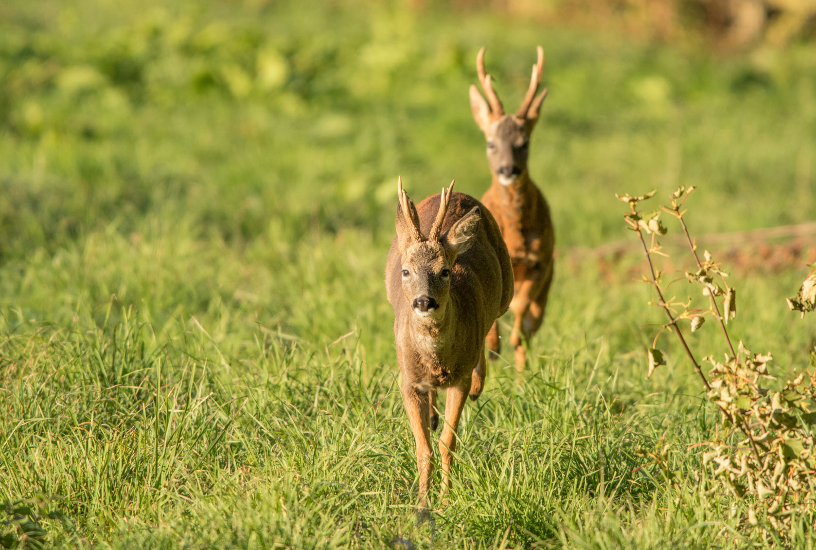 Roe bucks, Bilton Roe bucks, Bilton