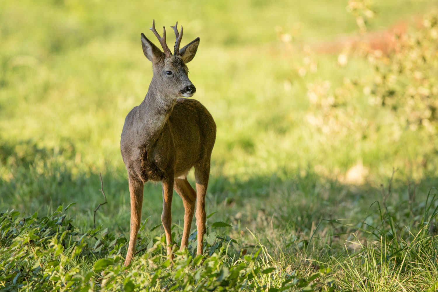 Roe buck, Bilton