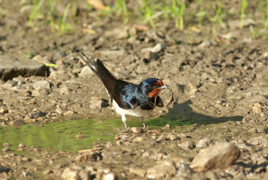 Swallow, Bilton Lane
