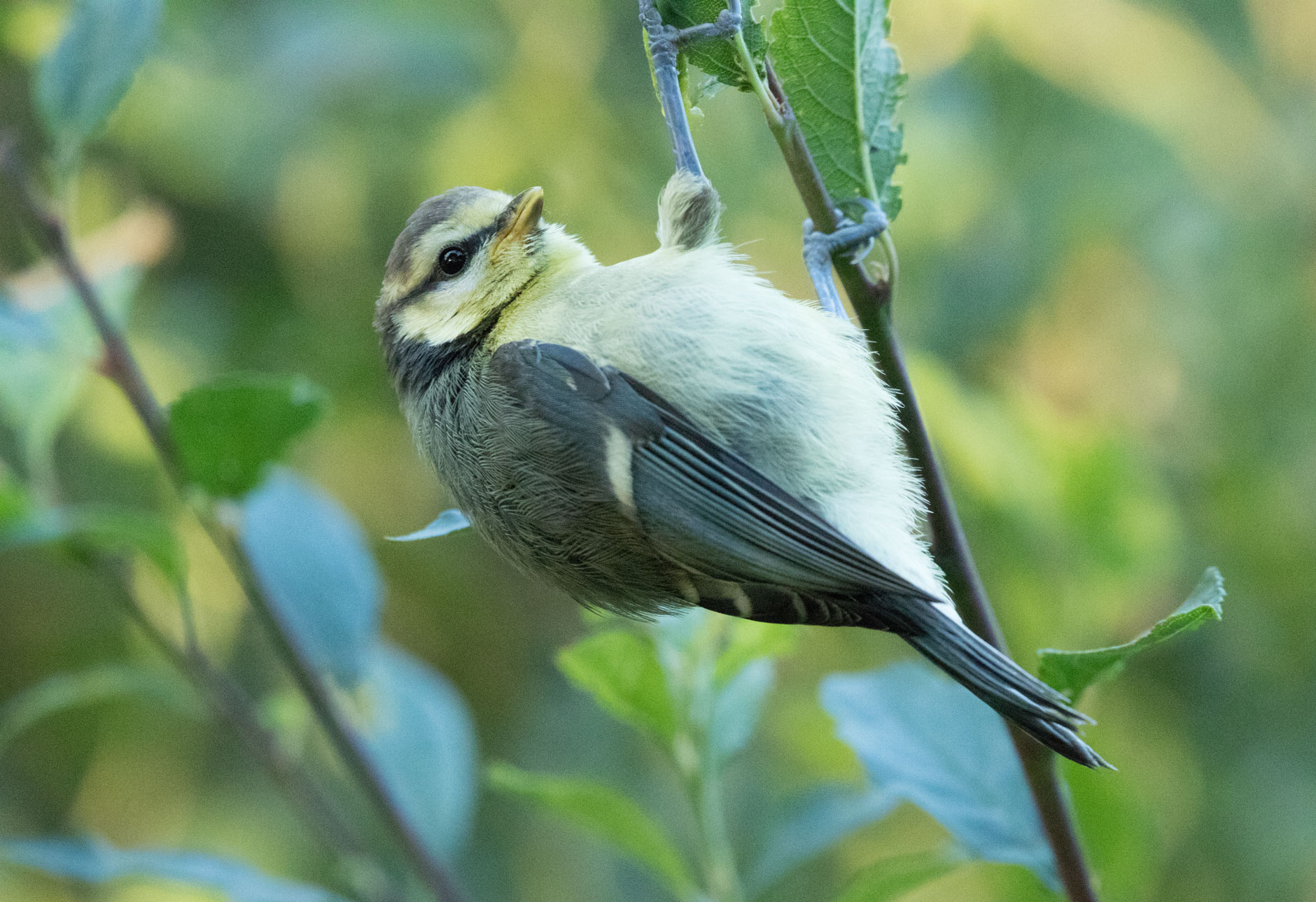 Blue tit
