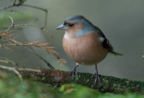 Chaffinch, Yorkshire Dales