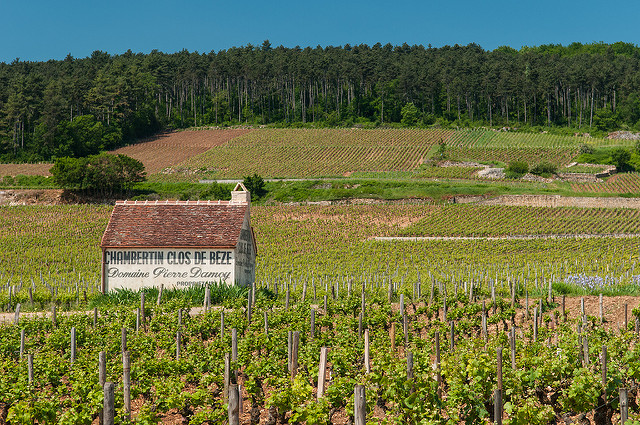 Chambertin vineyard