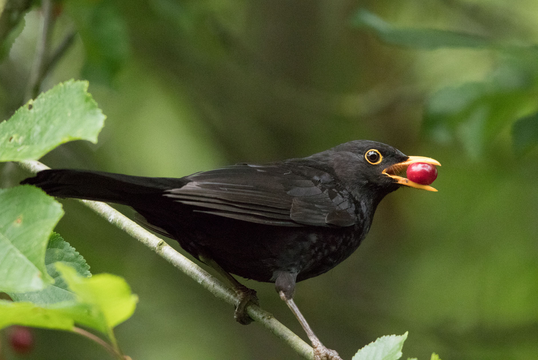 Blackbird, Nidderdale Greenway