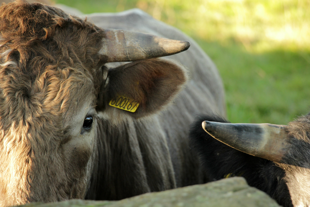 Cow at Clint, near Ripley, North Yorkshire