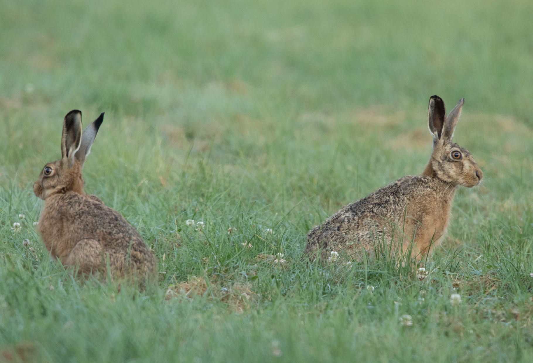 Hares at Bishop Thornton
