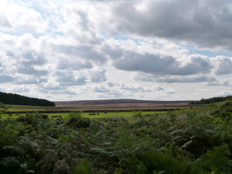 Dallow Moor
