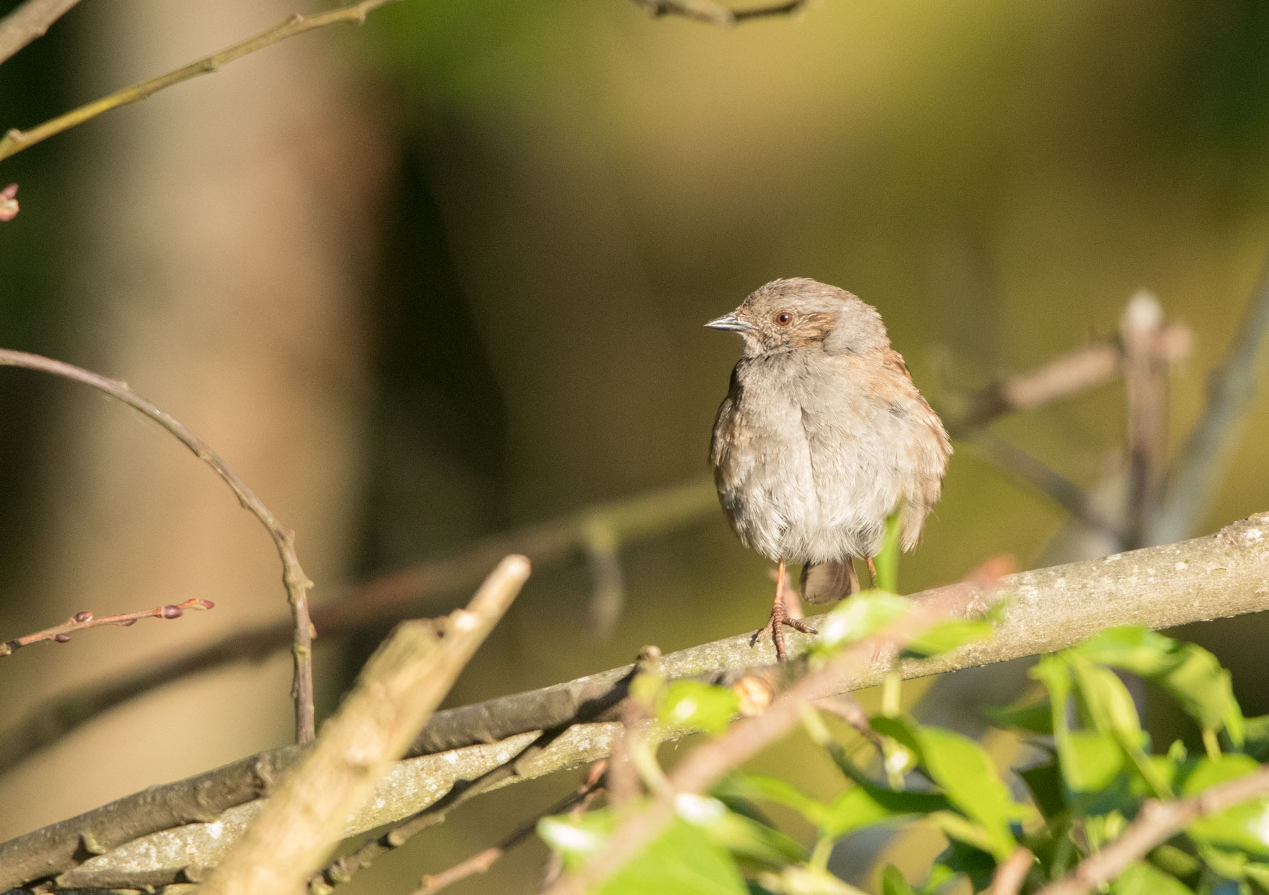 Dunnock