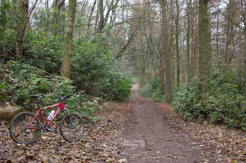 Track through Stub House Plantation