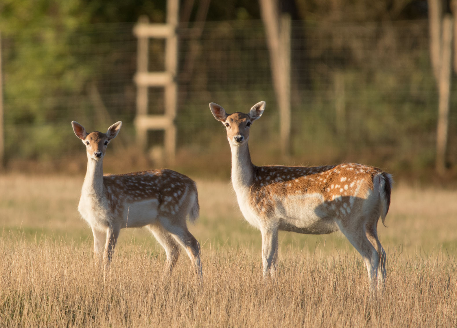 Fallow deer Fallow deer