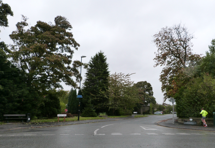 Forest Lane