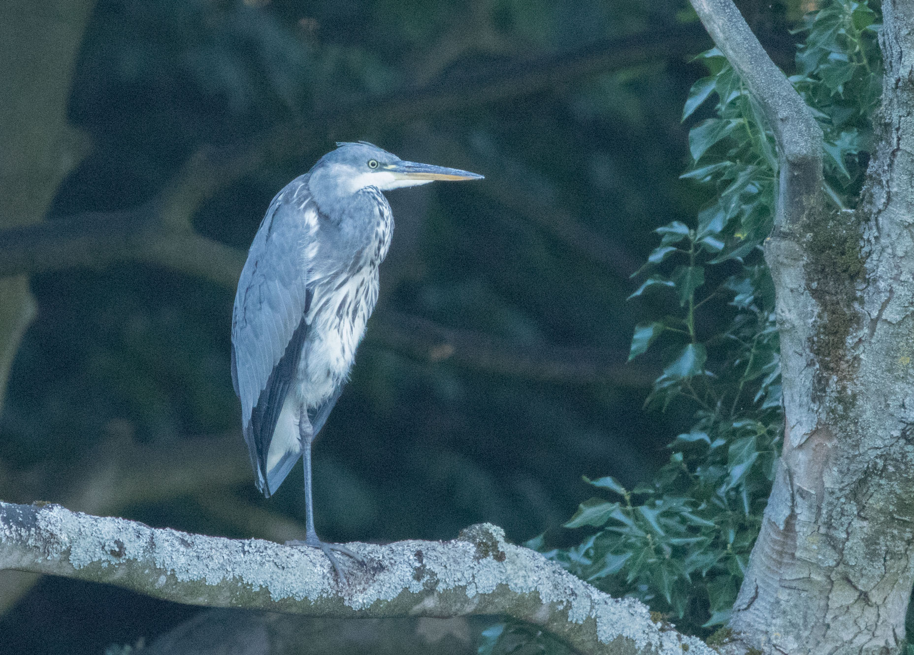 Heron at Goldsborough Mill