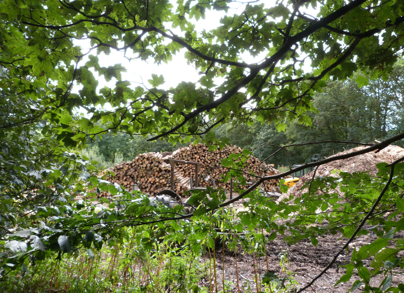 Log pile near Grantley Hall