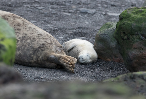 Seal pup, Ravenscar