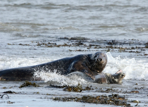 Grey seal courtship Grey seal courtship