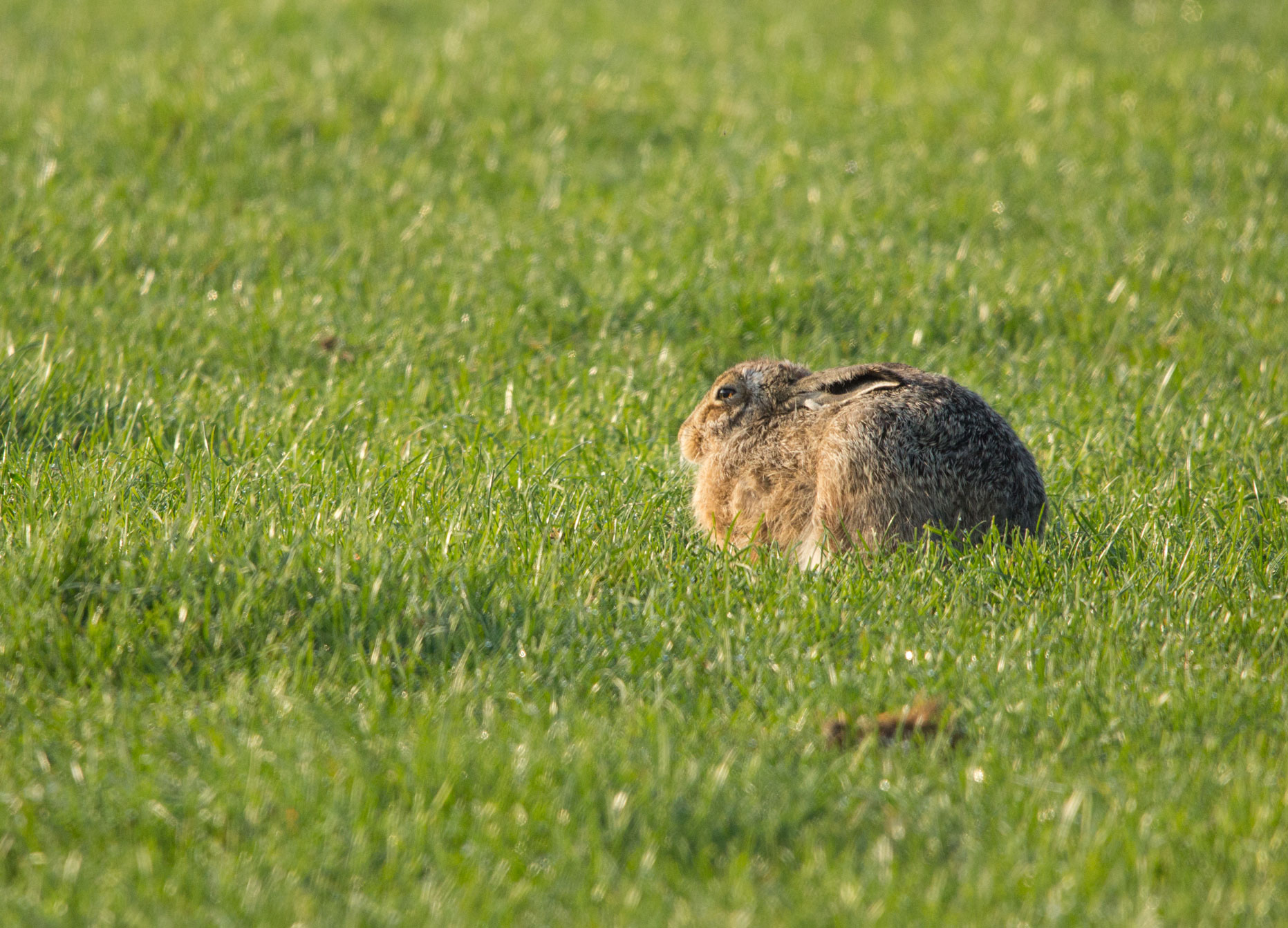 Hare resting