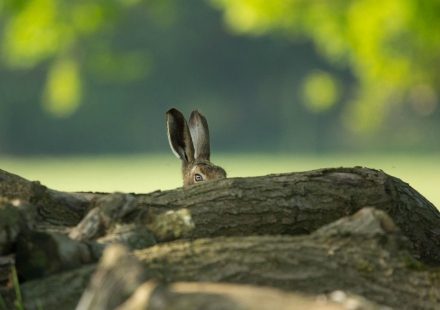 Hare peeking over a pile of logs