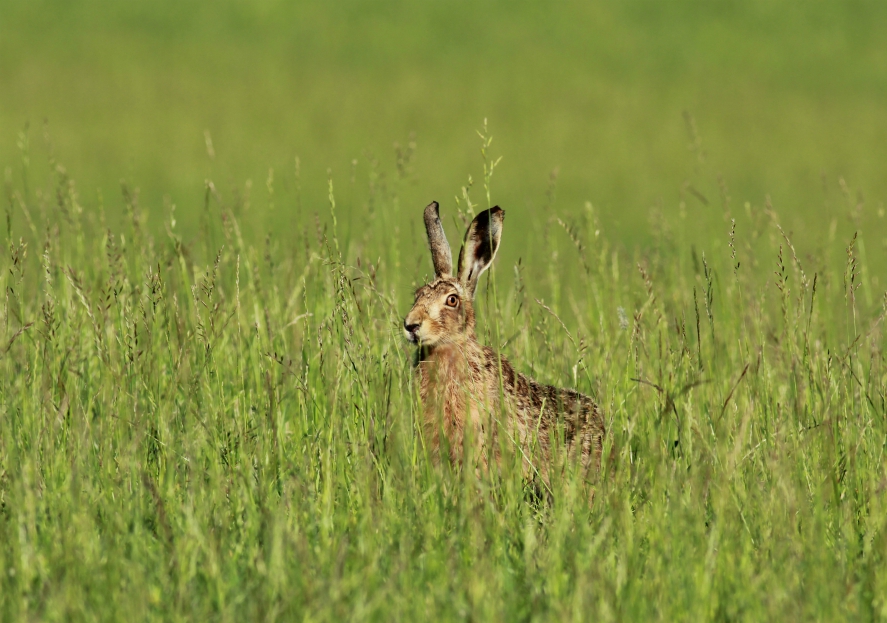 Hare at Studley Royal
