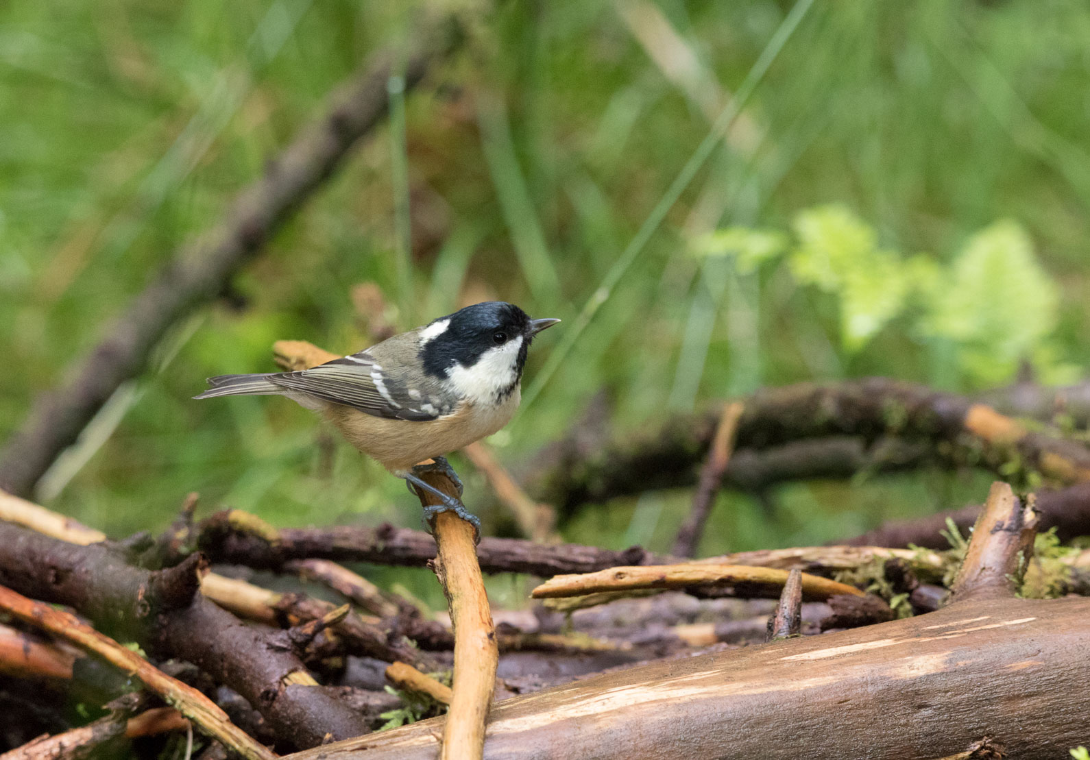 Coal tit, Yorkshire Dales Coal tit, Yorkshire Dales