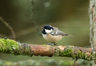 Coal tit, Yorkshire Dales