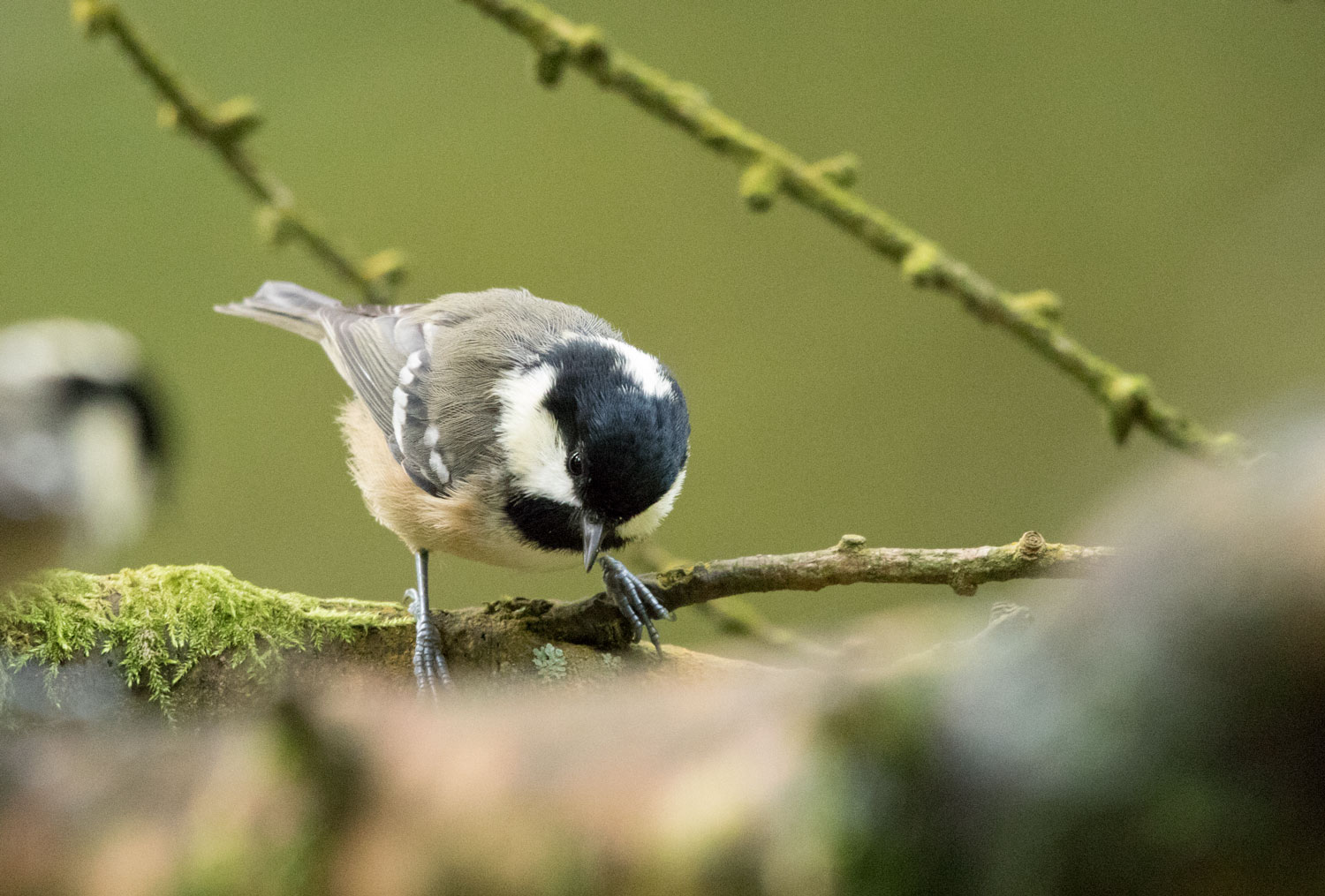 Coal tit, Yorkshire Dales Coal tit, Yorkshire Dales