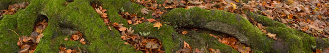 Moss-covered roots, and leaves, Nidderdale