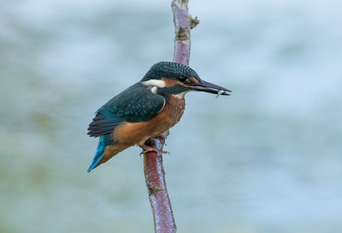 Kingfisher, High Batts