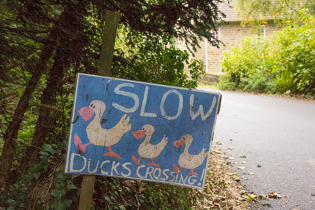 Slow ducks crossing Kirkby Malzeard
