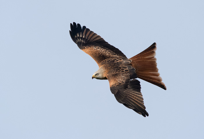 Red kite, Yorkshire Showground
