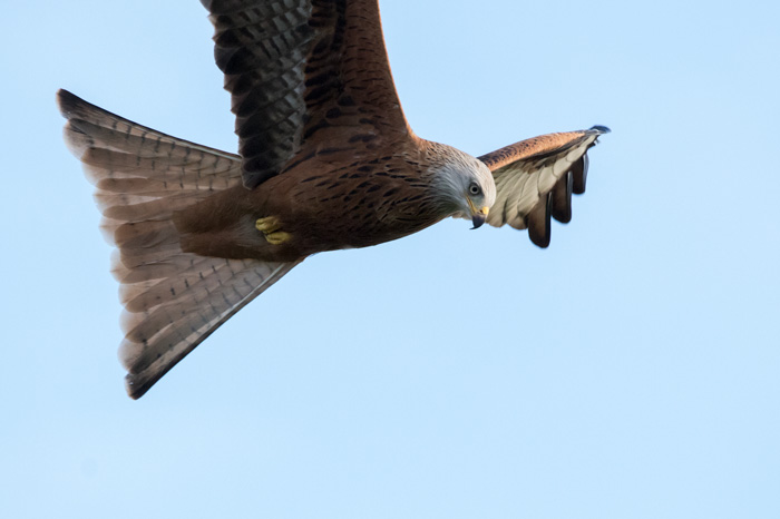 Red kite, Yorkshire Showground