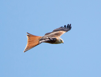 Red kite, Yorkshire Showground Red kite, Yorkshire Showground