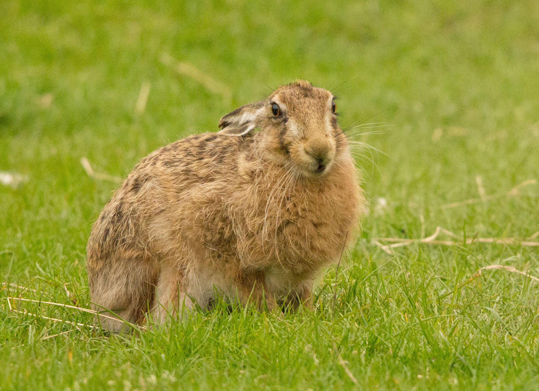 Hare nibbling the grass
