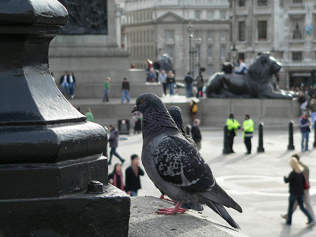 Trafalgar Square, London Trafalgar Square, London