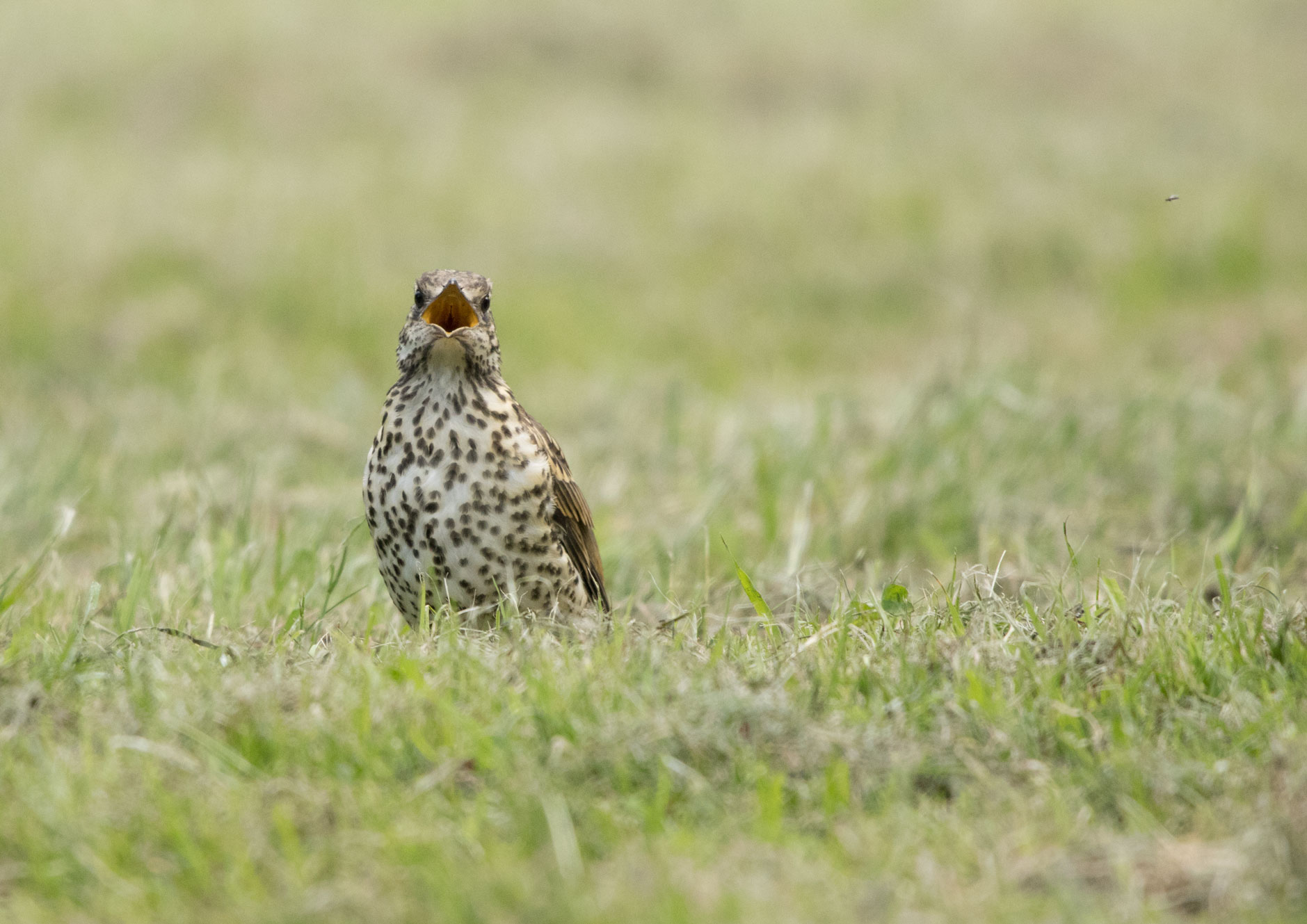 Mistle thrush calling Mistle thrush calling