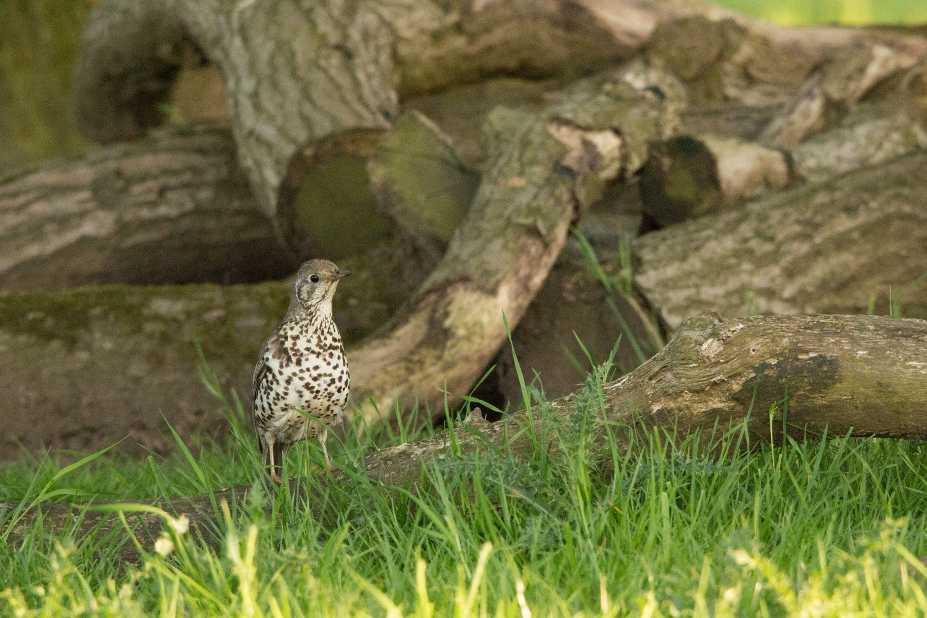 Mistle thrush, Studley Royal Mistle thrush, Studley Royal