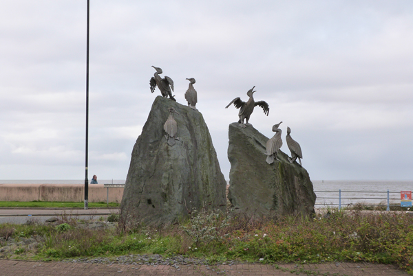 Tern Project cormorants, Morecambe