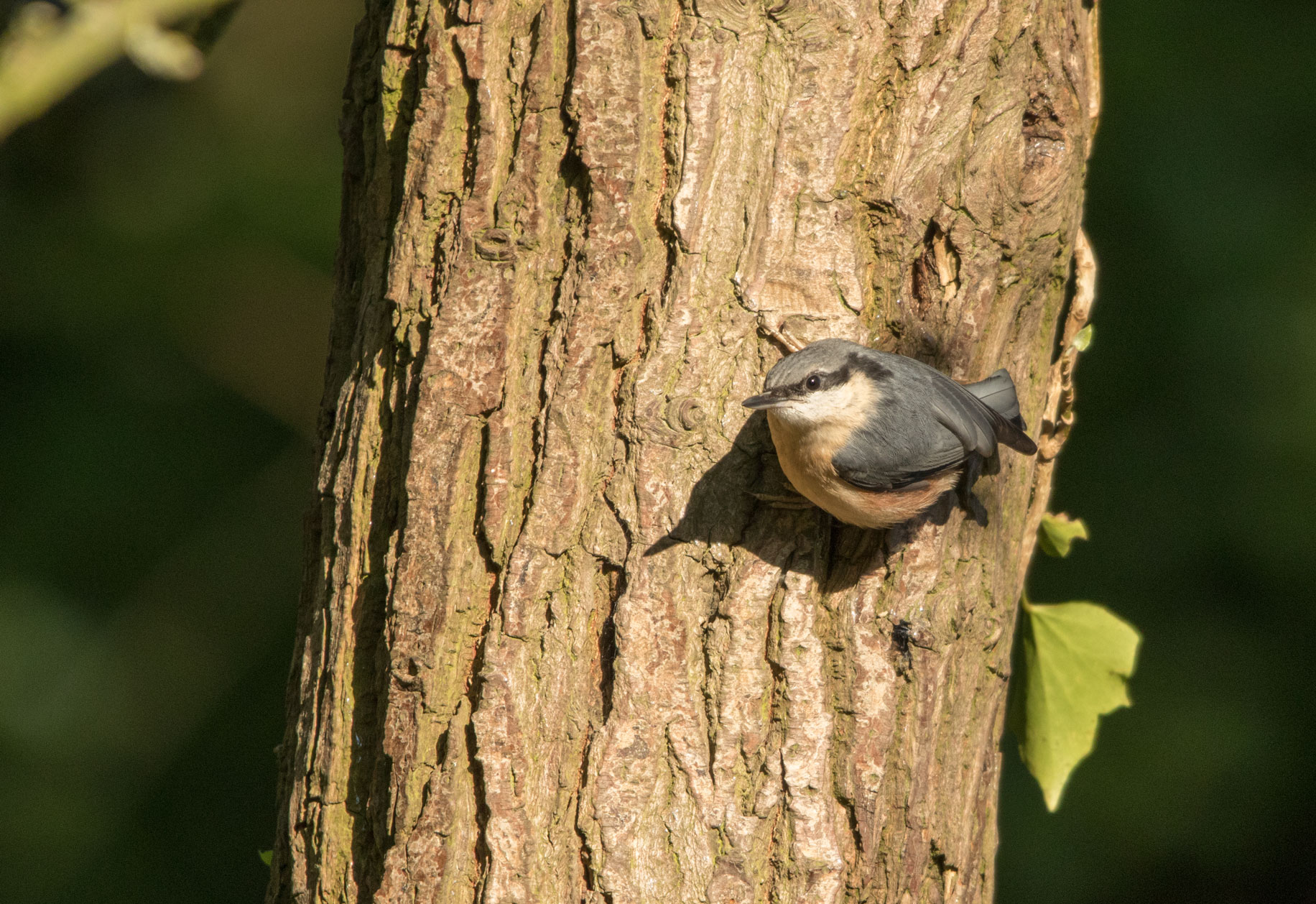 Nuthatch, Bilton lane