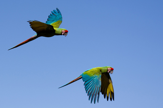 Parakeets, Parc des Oiseaux, Villars-les-Dombes