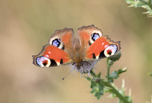 Peacock butterfly, Yorkshire
