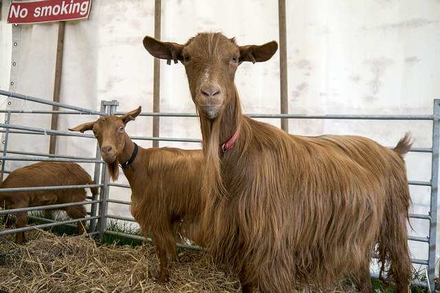 Goats at the Penistone Show Goats at the Penistone Show