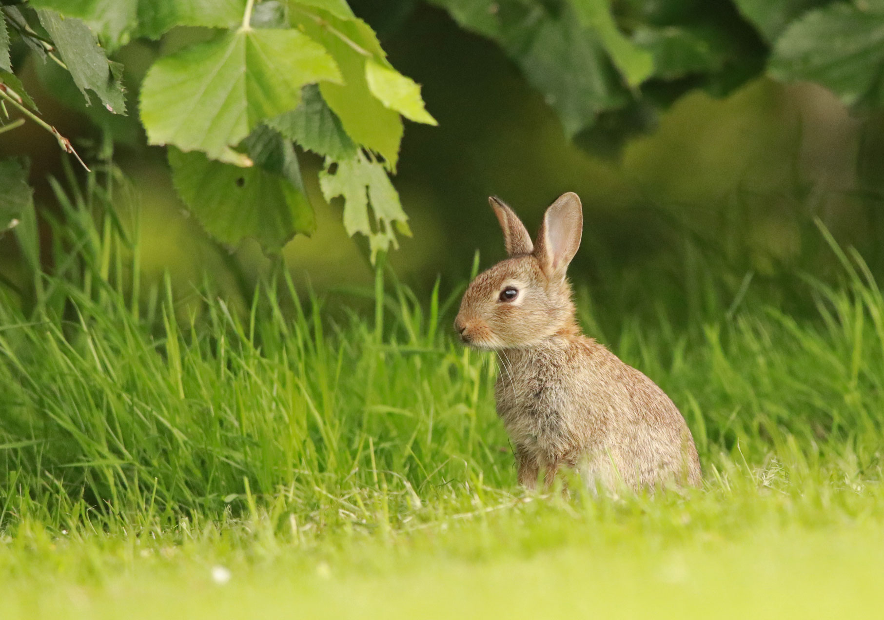 Young rabbit, Harrogate Stray Young rabbit, Harrogate Stray